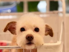 -BABYDOG宝贝狗宠物乐园(欧洲城店)