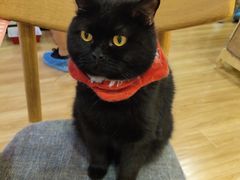 -滚猫咖啡·猫咖·猫友好撸猫(未来城店)