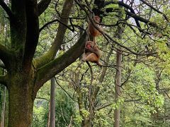 -重庆雨台山风景区