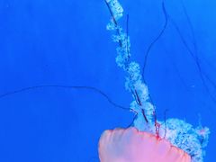 -大连老虎滩海洋公园