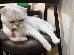 -李小姐の猫咖啡馆(五角场店)