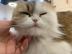 -COLOR PETS 撸猫馆·购猫·猫咖(长风大悦城店)