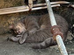 -猫岛主趣味餐厅(鼓浪屿店)