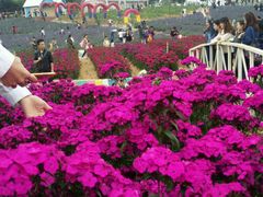 -松山湖梦幻百花洲