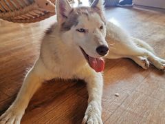 -Husky Go! 哈士奇体验馆·宠物咖啡厅狗咖