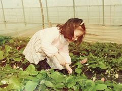 -青浦采草莓天天草莓园