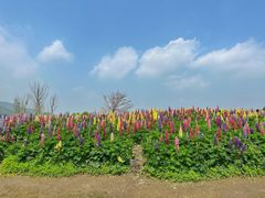 -径山花海