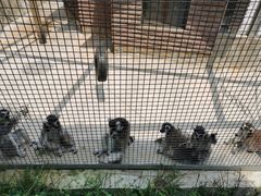 -石家庄市动物园