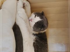 -MOYOYO猫咪咖啡店