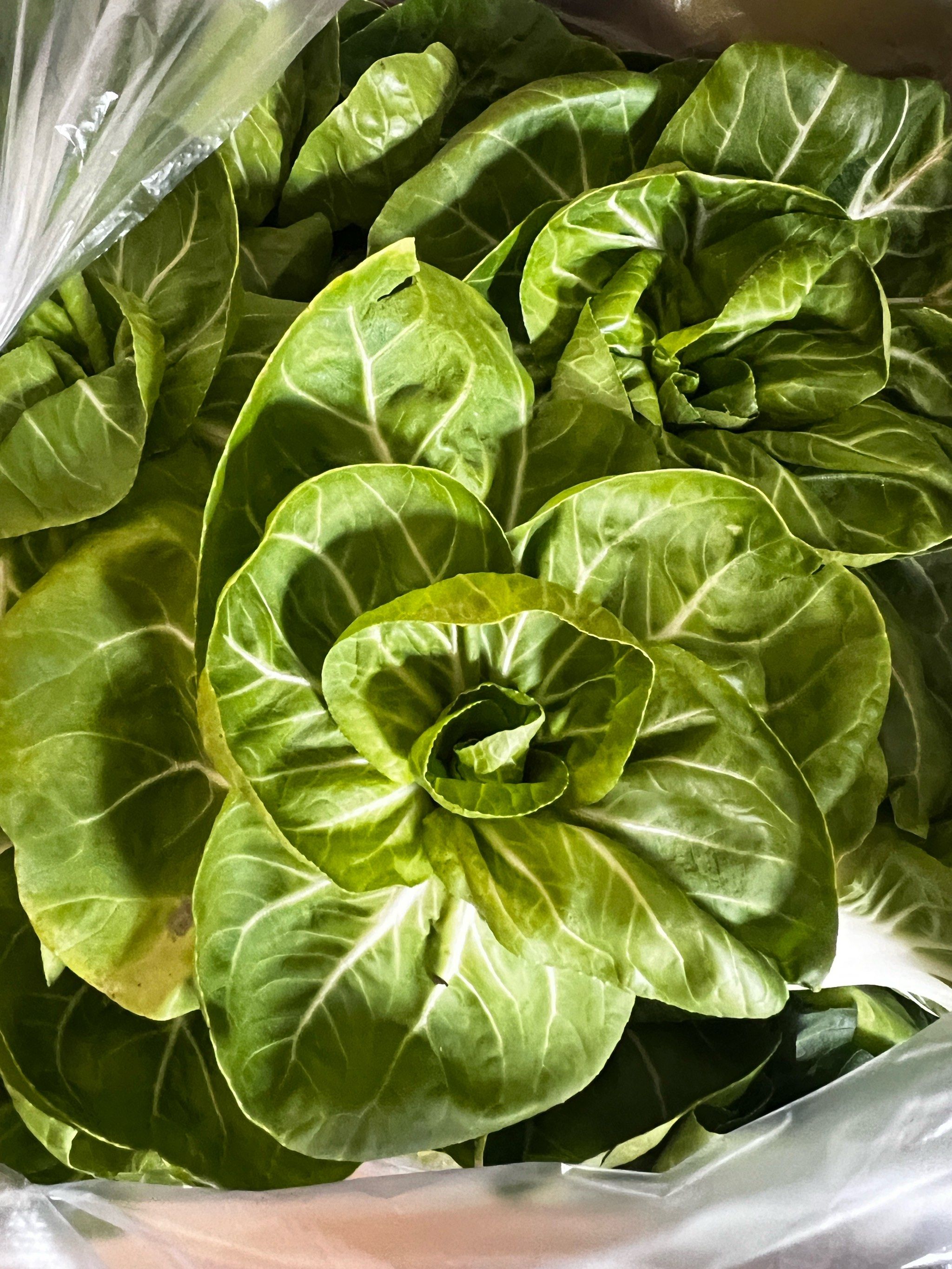 切得嗖嗖响的小青菜