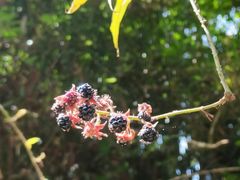 -武陵山森林公园