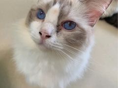 -猫在这儿猫咪咖啡馆·撸猫馆