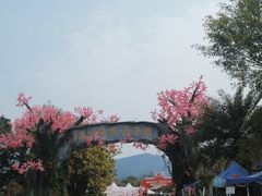 -天适樱花悠乐园