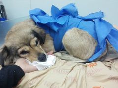 -纳吉亚猫专科动物诊疗中心(蒋宅口分院)