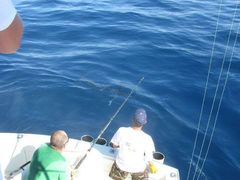 -小猫钓鱼海钓俱乐部(椰梦长廊店)