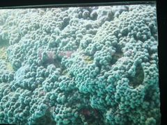 -东姑阿都拉曼海洋公园