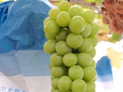 -海堤葡萄园中小学生研学基地