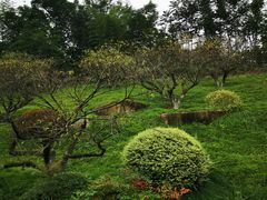 -陆羽泡的茶(集散中心店)