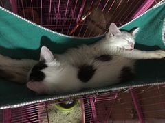 -凤凰路何眼镜香辣蟹(花果园店)