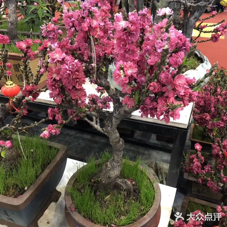 逛花市过年咯！