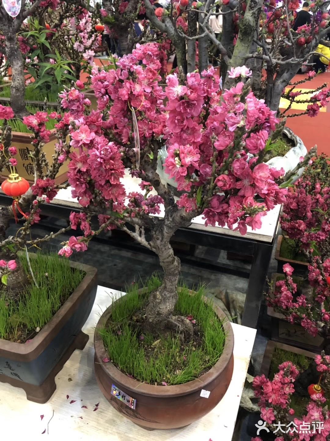 逛花市过年咯！