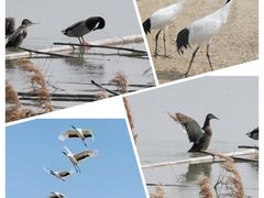 -盐城丹顶鹤湿地生态旅游区