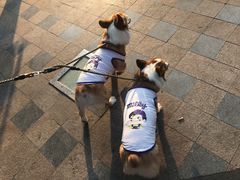 -Goku PET SHOP宠物视觉生活馆(双井店)