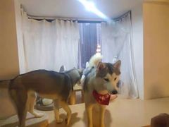-Husky Go! 哈士奇体验馆·宠物咖啡厅狗咖