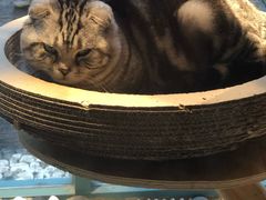 -喵屿·大理花园猫咖