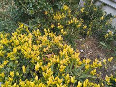 -上海市控江中学