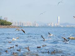 -深圳湾公园(南山区)
