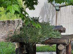 -卧龙中华大熊猫苑神树坪基地