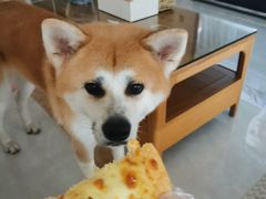 -尊宝比萨(君悦龙庭店)