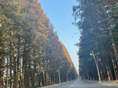 -日照海滨国家森林公园