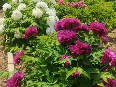 -曹州百花园