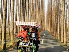 -黄海国家森林公园