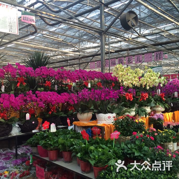 郑州陈砦花卉市场b区