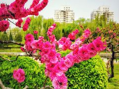 -元大都城垣遗址公园