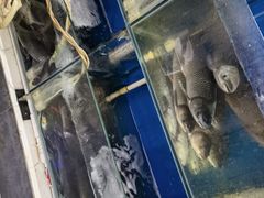 水产区-雲蜀龙阁·金牌水煮鱼(方庄店)