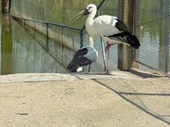 -盐城丹顶鹤湿地生态旅游区