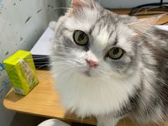 -李小姐の猫咖啡馆(五角场店)