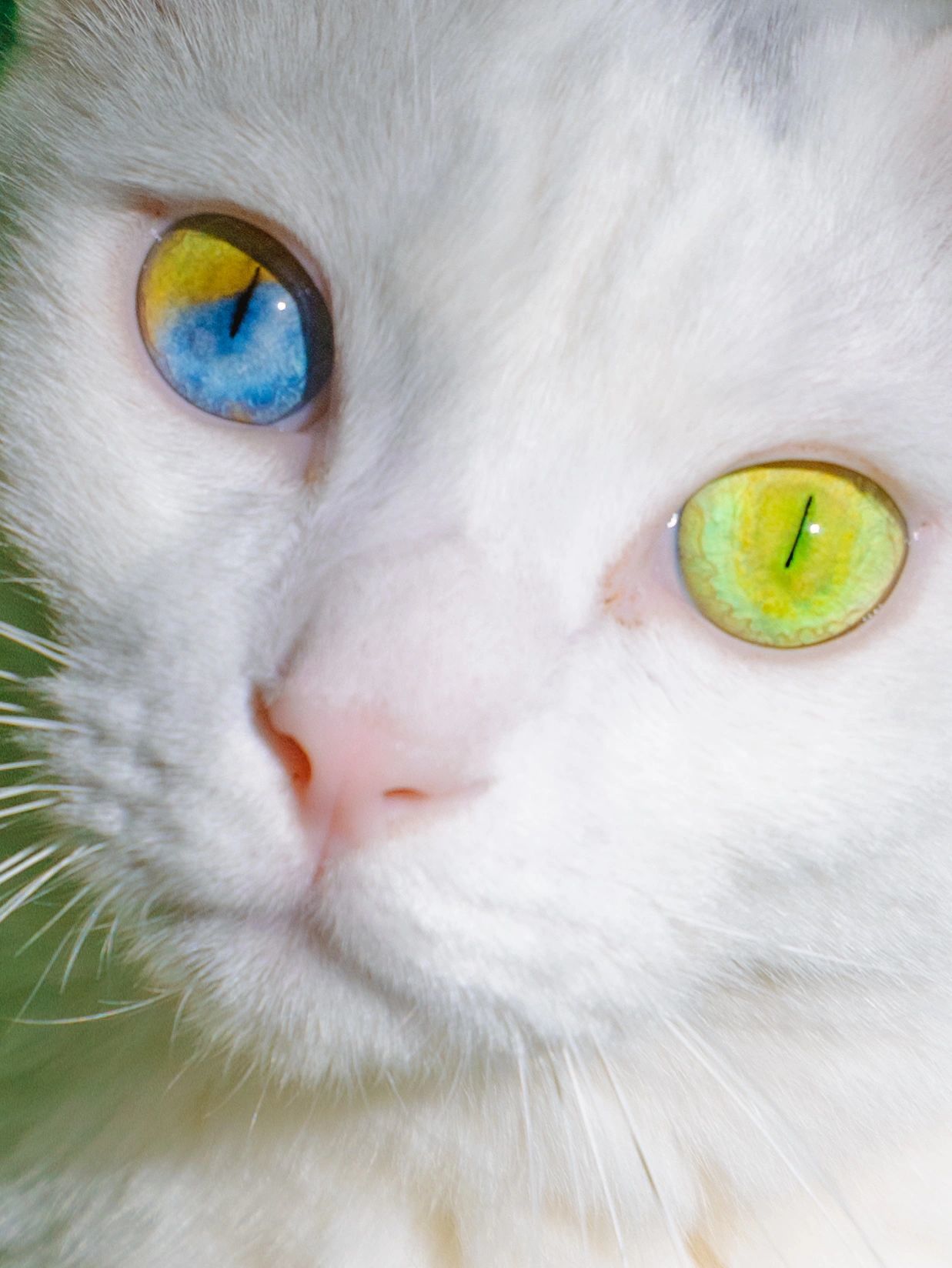 异瞳天花板!四种颜色的眼睛是真实存在的!