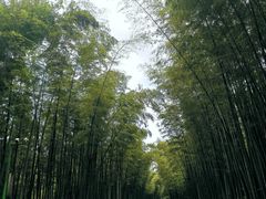 -蜀南竹海景区
