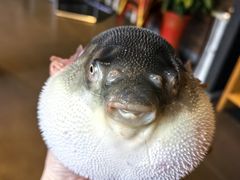 河豚鱼-永安鱼庄·镇江菜(东吴路店)