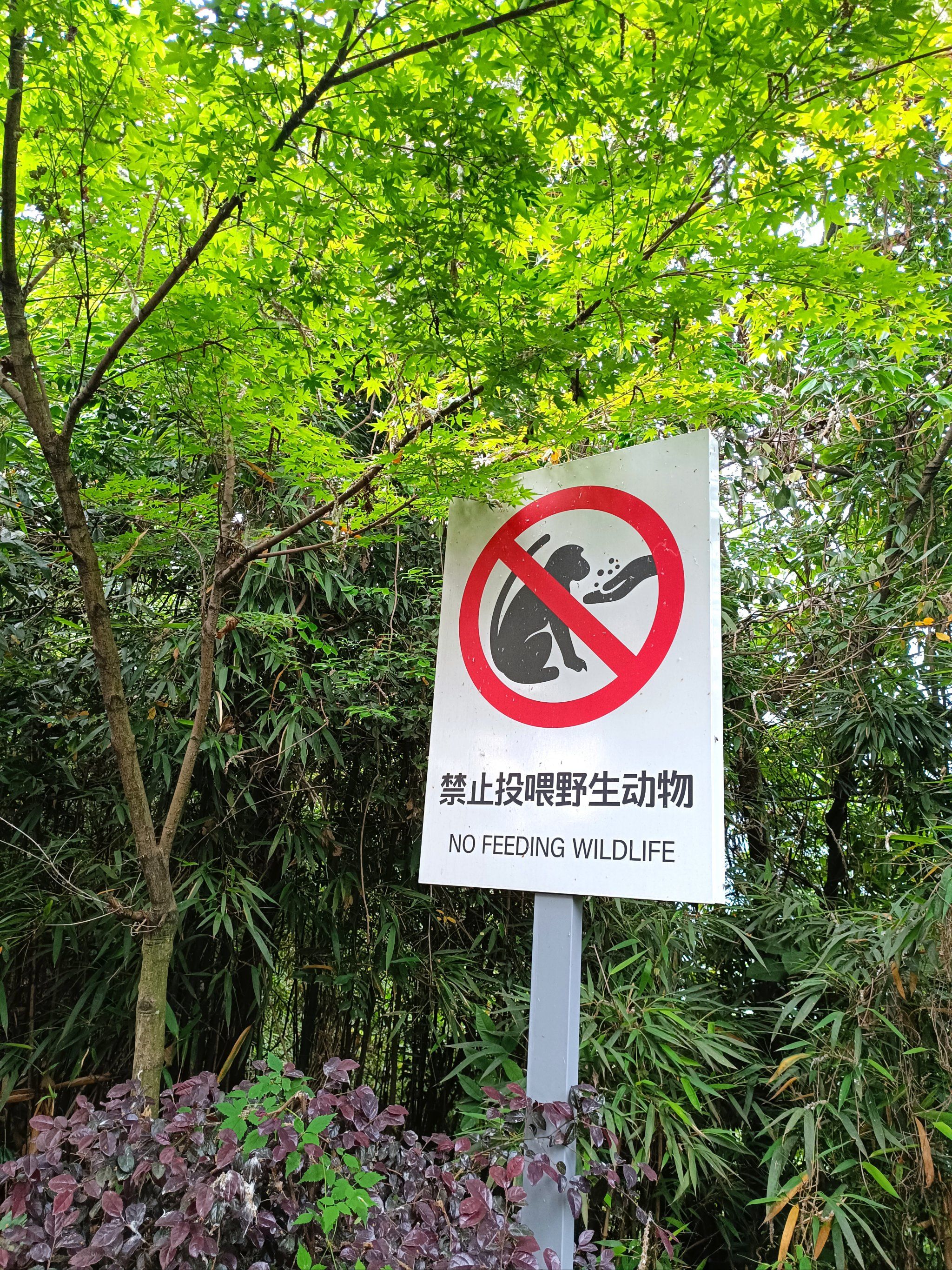 谁说野百合只有大邑,小众一点不好吗