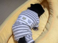 -逗柴咖啡屋·狗咖猫咖宠物桌游