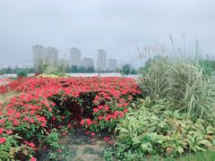 -灞河西岸滨河公园
