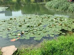-后襄河公园