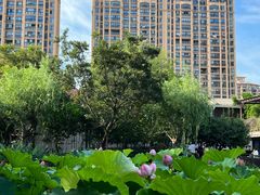 -陈家山荷花公园
