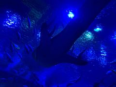 -成都浩海立方海洋公园